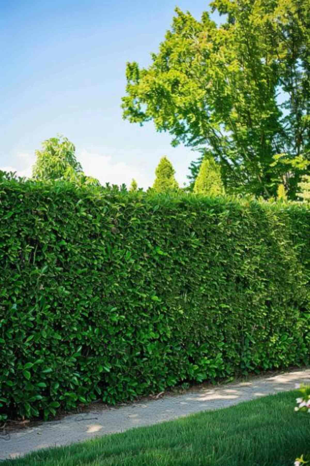 40 Beautiful Privacy Fence Styles for Your Front Yard