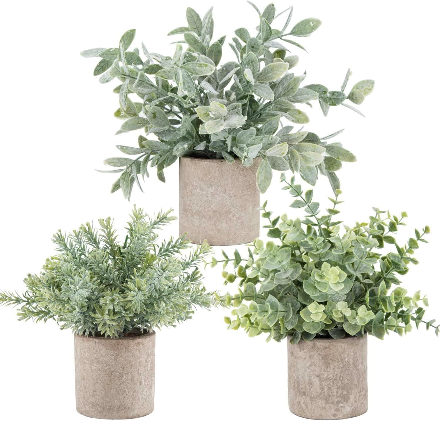🏠 Today’s Farmhouse Décor Find: Mini Potted Eucalyptus